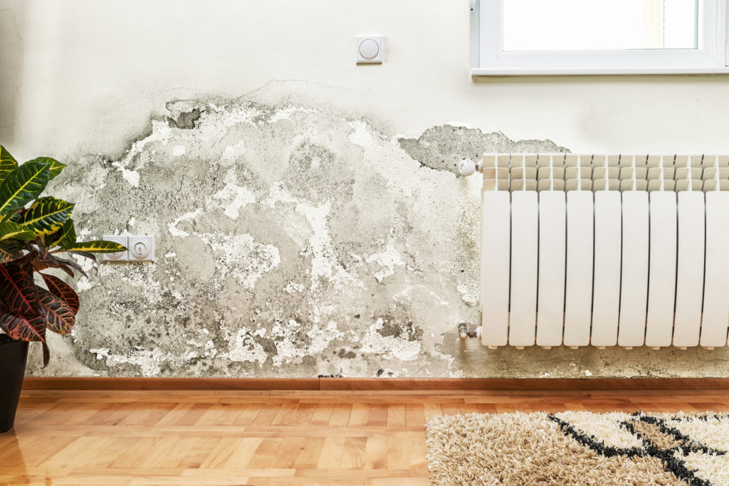 Mold Removal in Hamilton | Inch By Inch Inspections