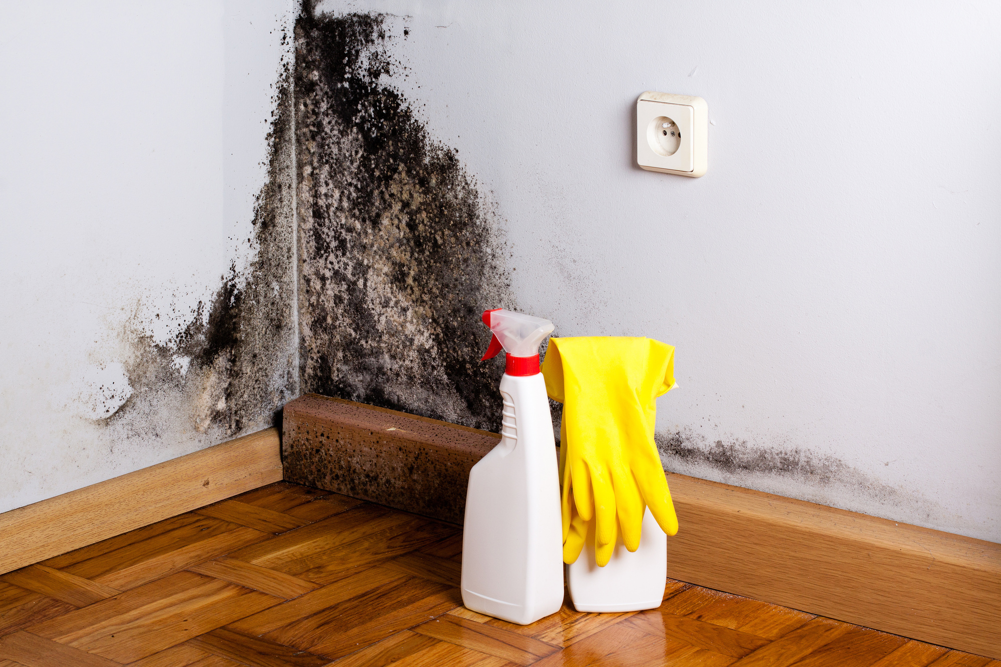 Mold Removal in Burlington | Inch by Inch Inspections