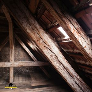 5 Tips to Tell if There’s Mold in Your Attic