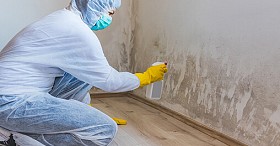 Mold Testing, Removal & Remediation