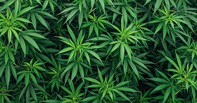 Grow Operation Detections & Inspections