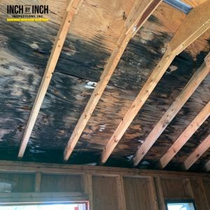 Top 5 Reasons You Need Attic Mold Removal this Fall