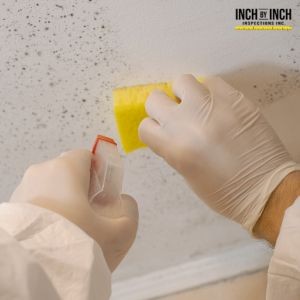 The Hidden Mold Risks After Fire Damage Restoration