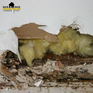 What Happens When Mold Grows in Your Attic Insulation