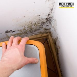 What Happens When Office Ceiling Tiles Get Infested with Mold