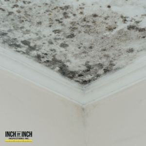 How Does Improper Grading Around A Home Lead To Mold Problems