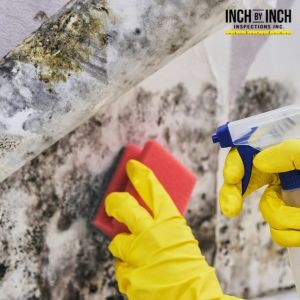 Look for Black Mold in these Common Spots Around Your Home