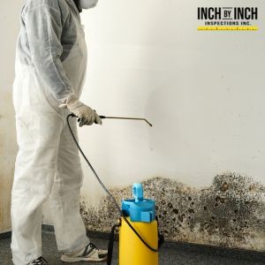 The Link Between Plumbing Issues and Persistent Mold