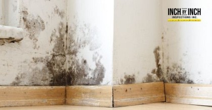 house mold inspection mold