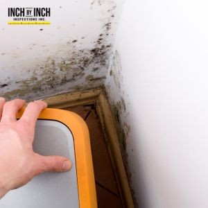 The Science Behind Mold Spore Spread During Renovations