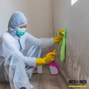 Why Black Mold Is Not the Only Mold You Should Worry About