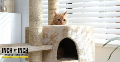 pet playing at home near window clear indoor air quality