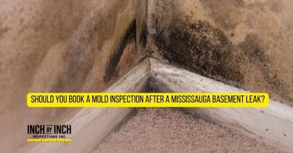 black mold in basement after water damage