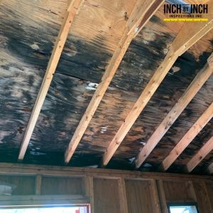 When Should Landlords Check for Mold