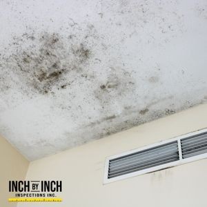 Why Basements and Attics Are Mold Hotspots in Cold Months