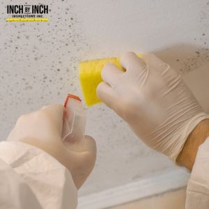 Can Cleaning Solutions and Sprays Remove Black Mold?