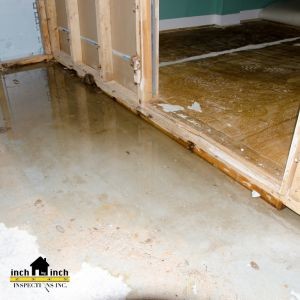 How Thermal Scanning Services Can Save You Thousands on Mold Removal