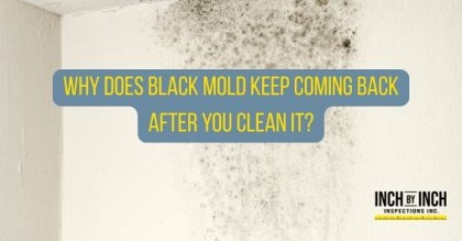 mold removal