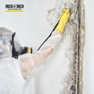 How Professionals Prevent Cross-Contamination During Mold Removal