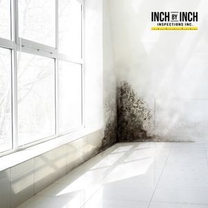 What Can Odours Tell You About a Mold Infestation