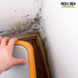 What Happens When Mold Enters Your Air Supply?