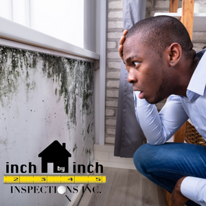 mold testing and removal services toronto