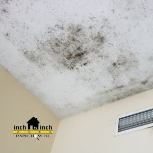 mold removal air quality testing