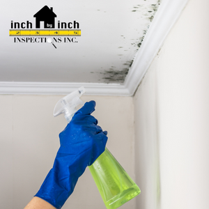 mold removal Mississauga