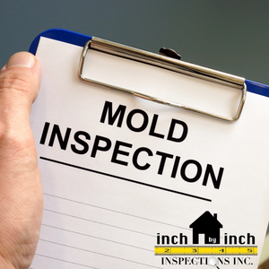 mold inspection removal and remediation services