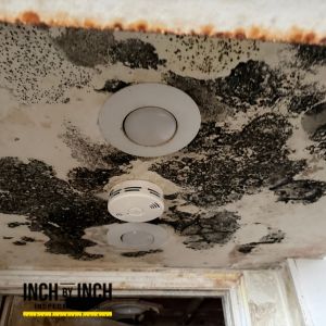 ceiling mold removal services Brampton