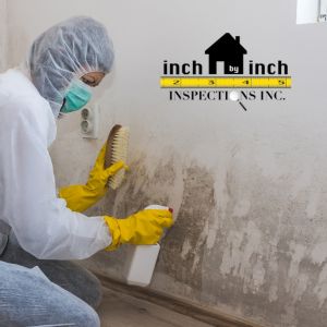 certified mold remediation Mississauga