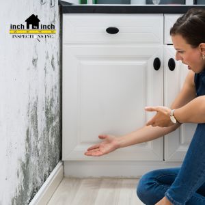 mold removal Oakville