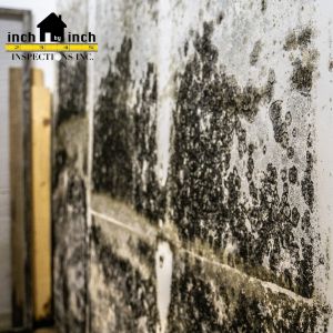 What to Retain and What to Discard Post Mold Remediation