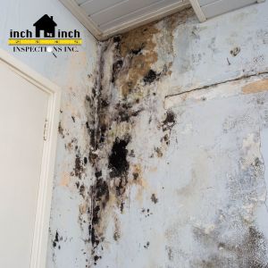 What's Causing Mold On Your Property