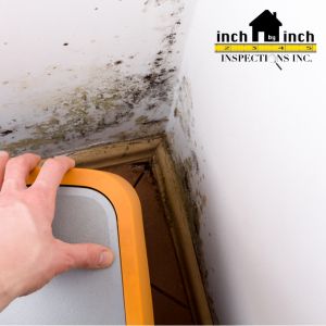 Why Conduct Mold Inspections After Water Damage