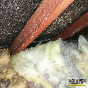 asbestos removal mississauga