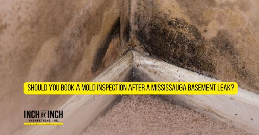 black mold behind baseboard and walls of basement after water damage