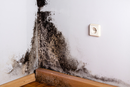 black mold wall mold removal damage toronto 