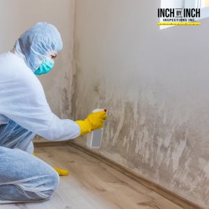 mold inspection toronto