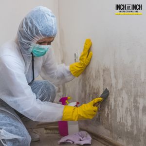 Mold remediation in the GTA