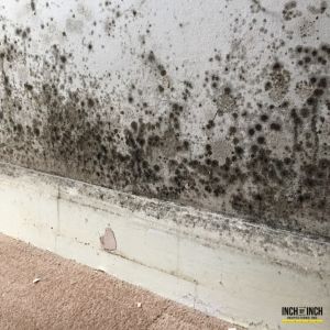 Mold removal in Aurora