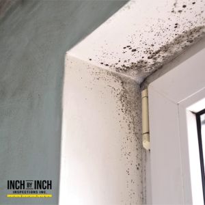 mold removal burlington