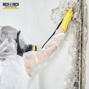 mold removal in the GTA