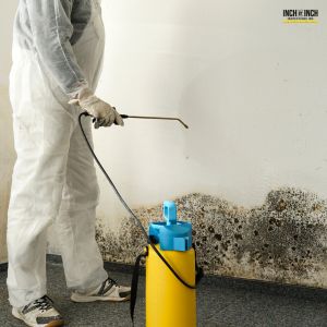 Mold removal services in Halton Hills