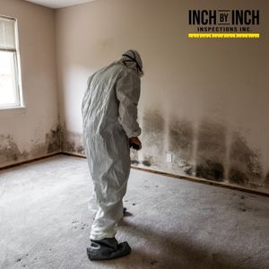 mold removal mississauga