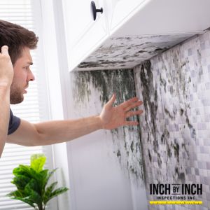 mold removal mississauga