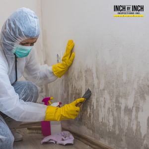 mold removal mississauga