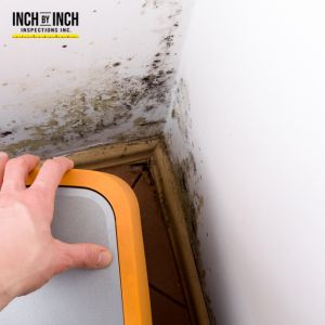 mold removal oakville