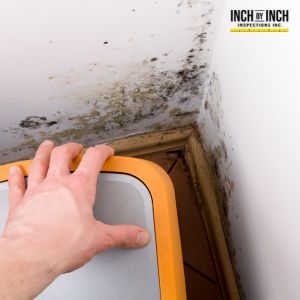 mold removal oakville