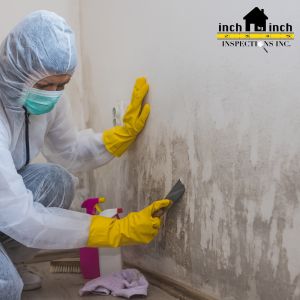 mold removal in Richmond Hill